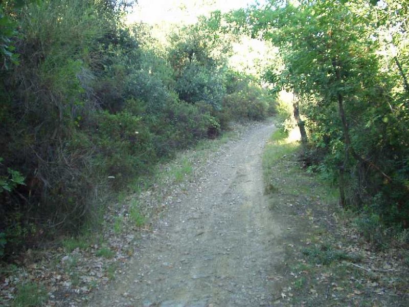 C28 Sentiero.JPG - STRADA STERRATA VERSO CIMA ROVETA